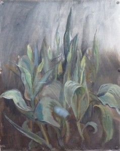 Tulip Buds Tulip Buds