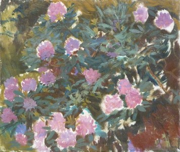 Pink Rhododendron Sketch Pink Rhododendron Sketch