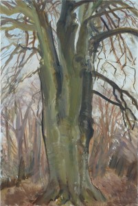 Beech Tree Beech Tree