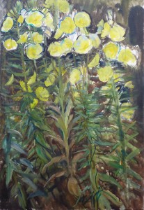 Evening Primrose Study Evening Primrose Study