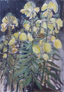 Evening Primrose Sketch Evening Primrose Sketch