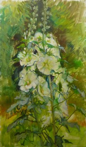 White Hollyhock Study White Hollyhock Study