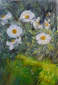 Romneyas In Hawthorn Garden Romneyas In Hawthorn Garden