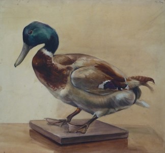 Duck On Board Duck On Board