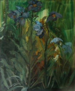 Meconopsis Meconopsis