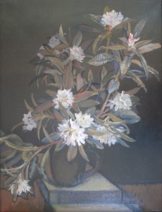 Rhododendron Rhododendron