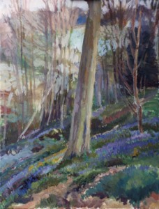 Beech In Bluebell Wood Beech In Bluebell Wood