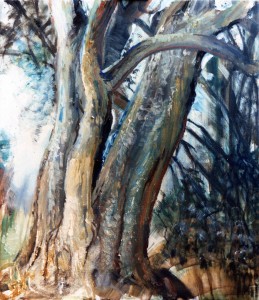 Big Old Tree Big Old Tree