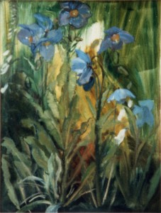 Meconopsis Meconopsis