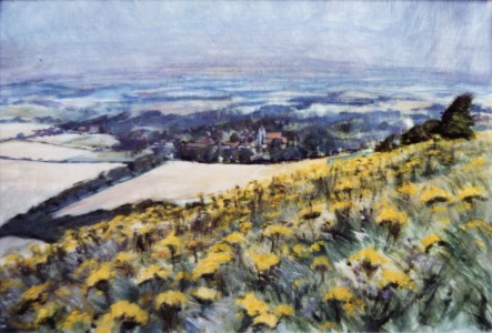 Ragwort On Downs Ragwort On Downs