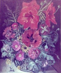 Red Amaryllis Red Amaryllis