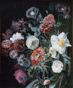 Shirley Poppy Study Shirley Poppy Study