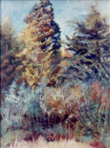 Trees In The Sunshine Trees In The Sunshine